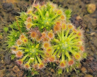 Drosera helodes x pulchella (2-3 plants in each order)