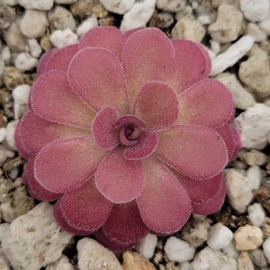 Butterworts (Pinguicula) 'Johanna' - Fungus gnat catcher  -Live carnivorous plant- ~ 0.75 - 1" plants.