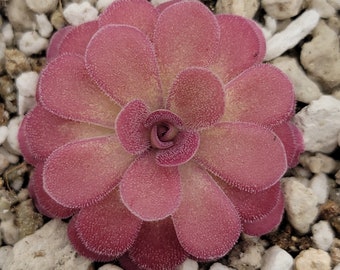 Butterworts (Pinguicula) 'Johanna' - Fungus gnat catcher  -Live carnivorous plant- ~ 0.75 - 1" plants.