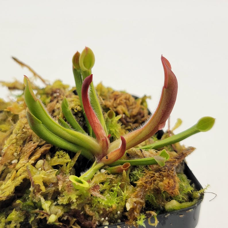 RainbowCarnivores Heliamphora minor - Thumbnail 4