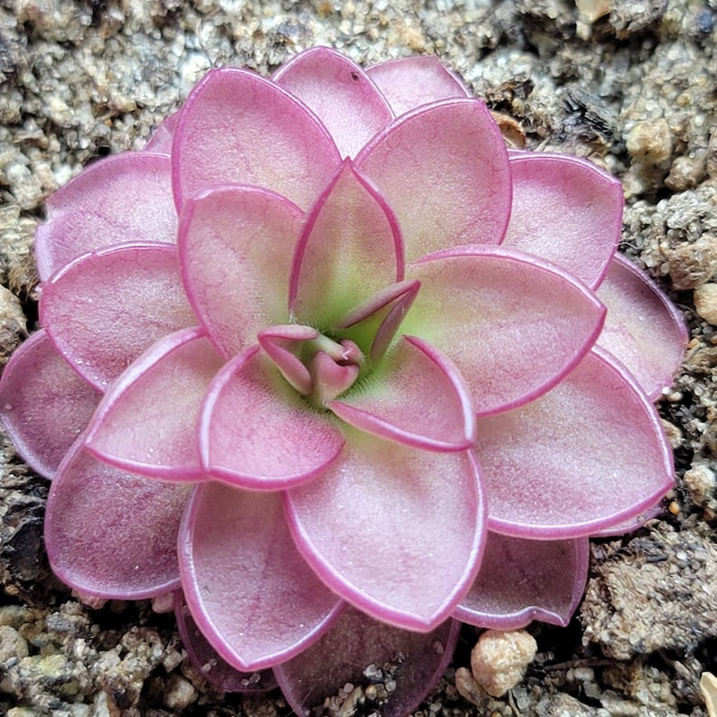 RainbowCarnivorousplants Pinguicula laueana