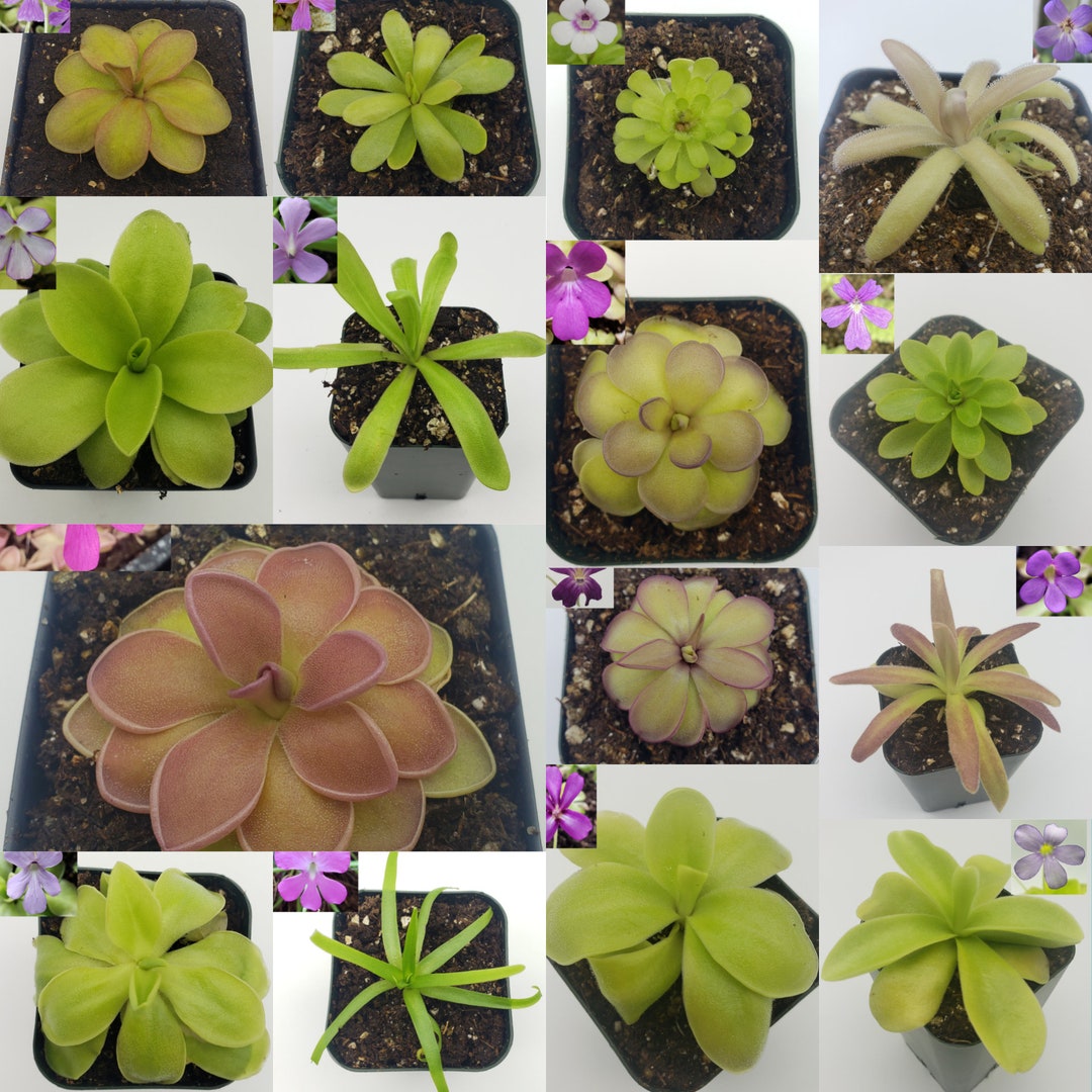 Butterworts Mystery Pack fungus Gnat Catcher live Carnivorous Plant 5