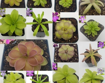 Butterworts mystery pack [Fungus Gnat Catcher]   -Live carnivorous plant- [5 random Butterworts]