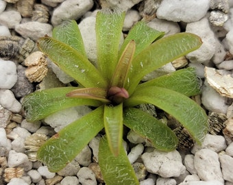 Pinguicula robertiana