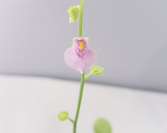 Utricularia calycifida