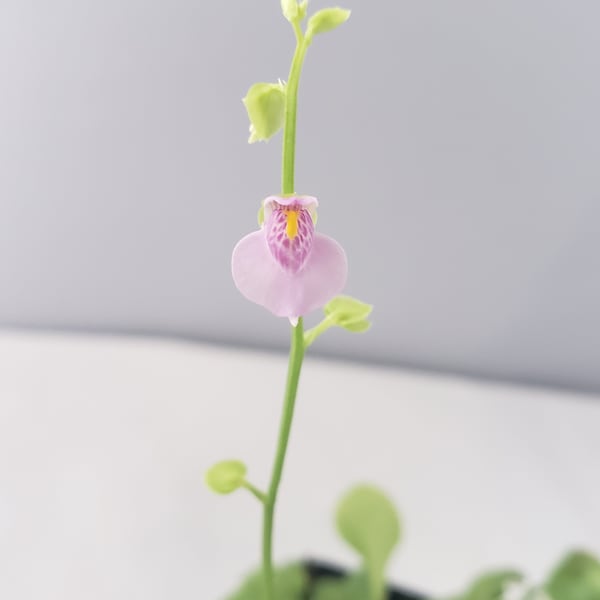 Utricularia calycifida