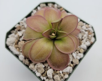 Pinguicula hemiepiphytica [Fungus Gnat Catcher]   -Live carnivorous plant-