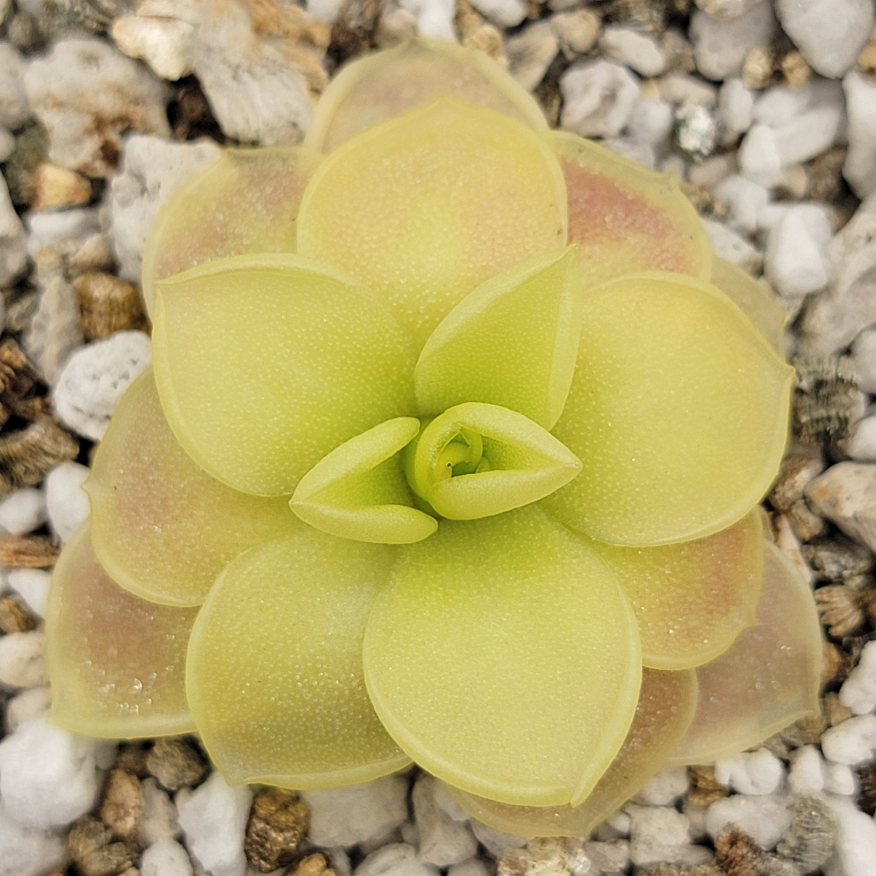 Pinguicula Moranensis Var. Caudata X Spec. Guatemala - Etsy Hong Kong