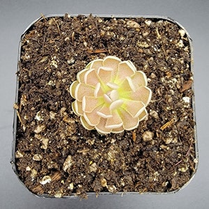 May include: A small, light pink and green succulent plant with delicate, fringed leaves growing in a black plastic pot filled with brown soil.