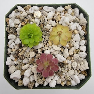 Set of 3 SMALL Butterworts set #3[Fungus Gnat Catcher]   -Live carnivorous plant-  [Plants are about 0.5" in diameter, Pinguicula]