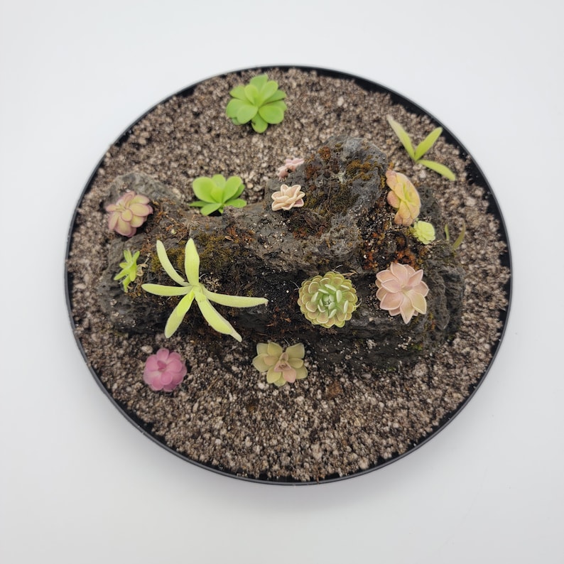 RainbowCarnivorousplants Pinguicula - Thumbnail 4