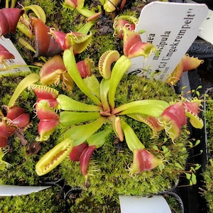 May include: A Dionaea muscipula GJ Umkrempelt Venus flytrap plant with light green leaves and red-tinted traps featuring prominent marginal teeth. A white plant identification tag with black text is inserted into the green mossy soil.