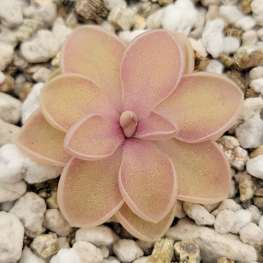 Pinguicula Emarginata X Jaumavensis - Etsy