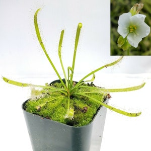 Drosera Capensis Alba White Flower [Fungus Gnat Catcher]   -Live carnivorous plant-