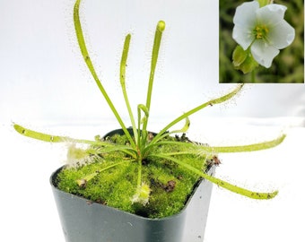 Drosera Capensis Alba White Flower [Fungus Gnat Catcher]   -Live carnivorous plant-