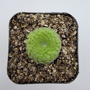 Pinguicula gypsicola {Buena Vista, San Luis Potosi, Mex} [Fungus gnat catcher]   -Live carnivorous plant-