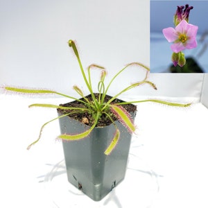 Drosera capensis pink flower [Fungus Gnat Catcher]   -Live carnivorous plant-