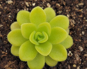 Pinguicula agnata 'True Blue' [Fungus Gnat Catcher]   -Live carnivorous plant-