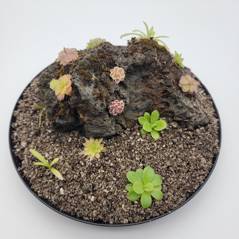 RainbowCarnivorousplants Pinguicula - Thumbnail 5