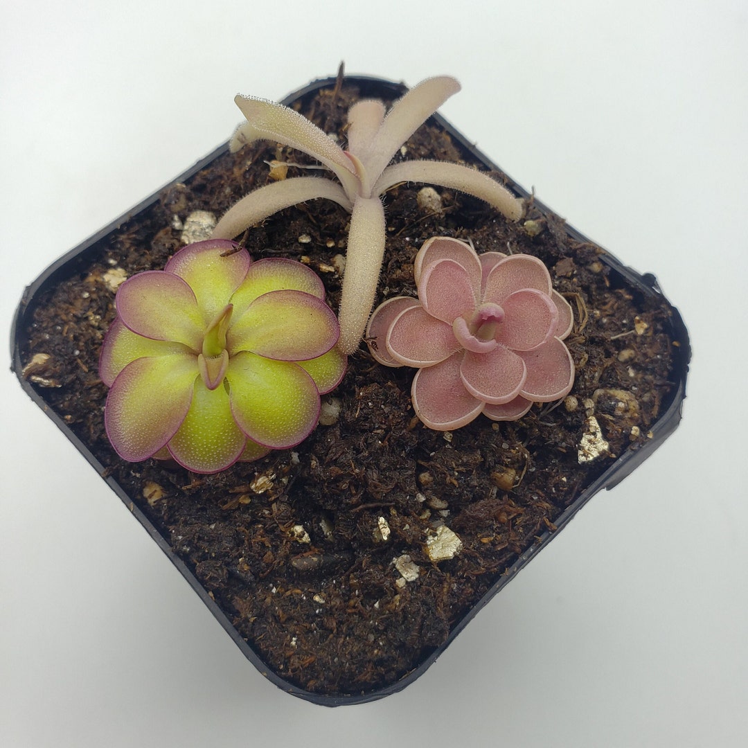 Set of 3 SMALL Butterworts set #1 [Fungus Gnat Catcher]   -Live carnivorous plant-  [Plants are about 0.5&quot; in diameter, Pinguicula]