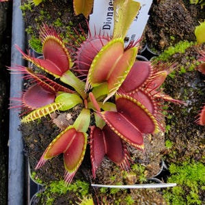 May include: A Venus flytrap plant featuring multiple deep red, hinged traps with lime green edges and long, thin, spiky cilia. The plant is rooted in dark, moist soil and includes a white identification tag with the text DIONAE.