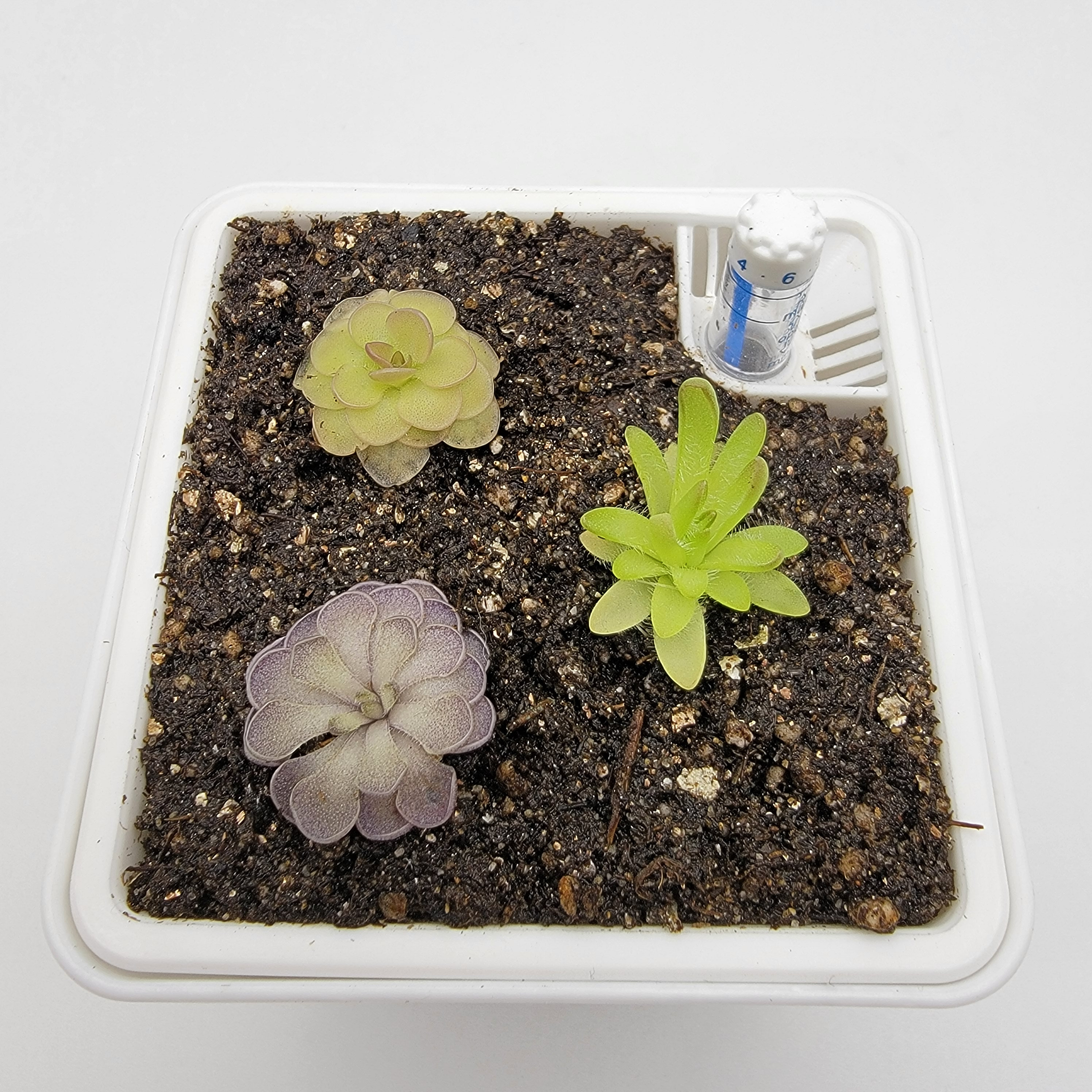 Set of 12 SMALL Butterworts Set 12 fungus Gnat Catcher Etsy