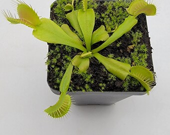 flytrap -Insect catcher-Double Trouble