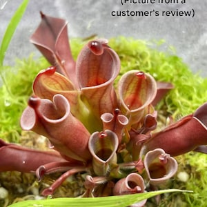 May include: Close-up of a Heliamphora minor carnivorous plant with multiple red and green pitcher-shaped traps. The plant is growing in a terrarium with moss and a green leaf.