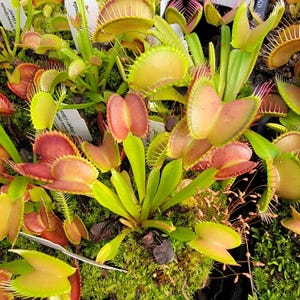 Venus flytrap 'Big Mouth' x 'B52'  -Lab Grown-
