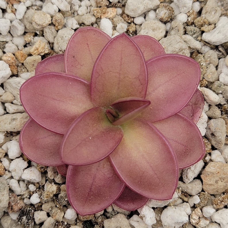 RainbowCarnivorousplants Pinguicula laueana - Thumbnail 2