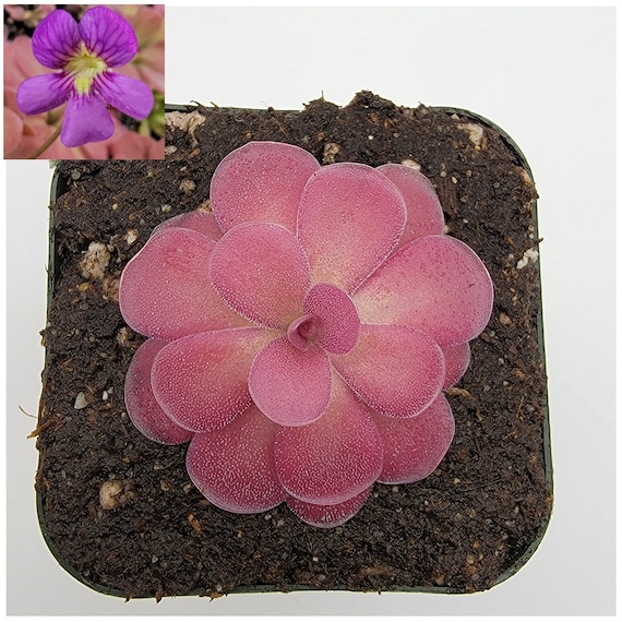 Butterworts pinguicula 'johanna' Fungus Gnat Etsy