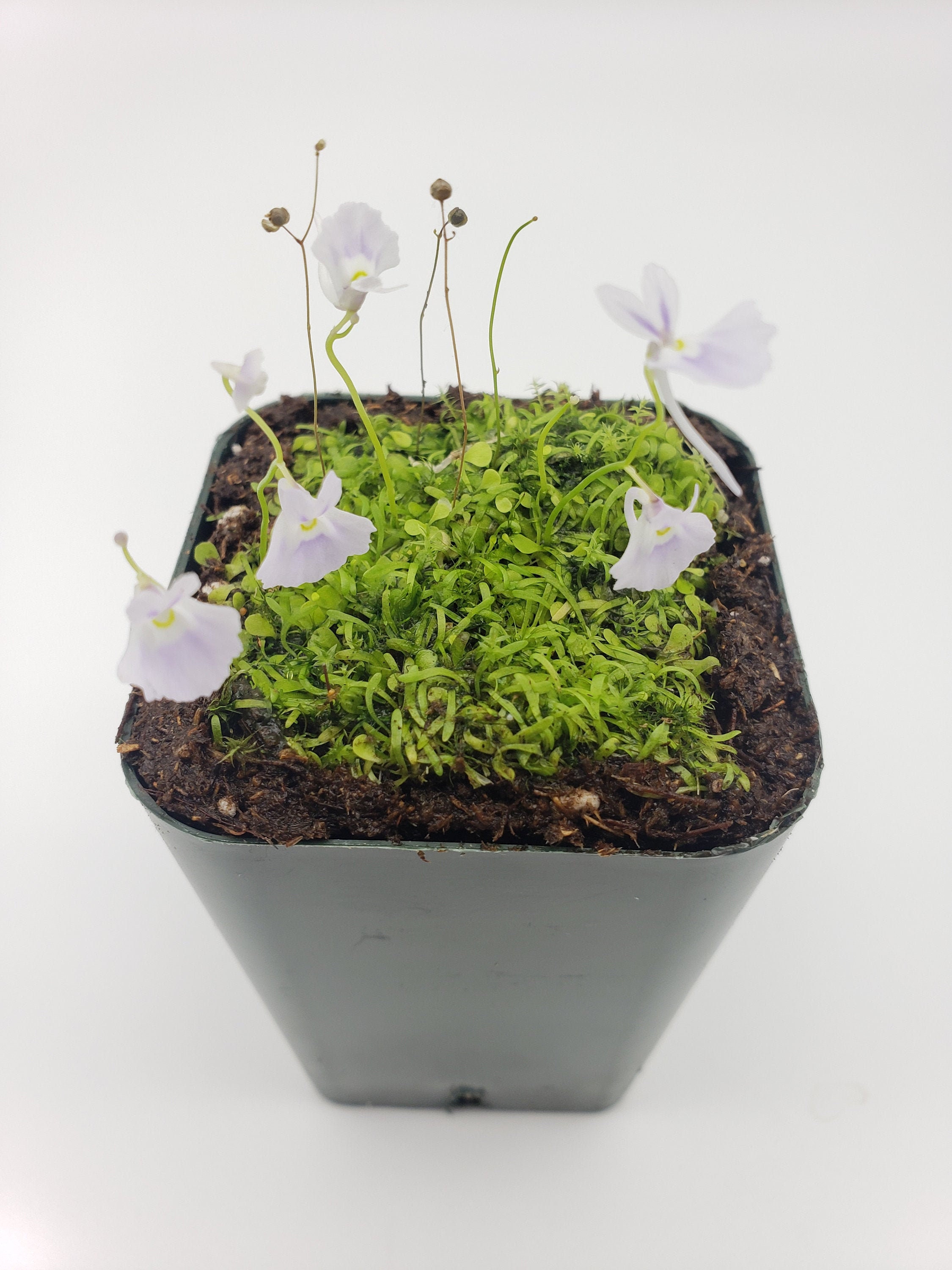 Utricularia sandersonii/ 1" plug   -Live carnivorous plant-