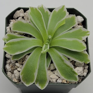 May include: A small green and white carnivorous plant with thin, pointed leaves growing in a black pot filled with small white rocks.