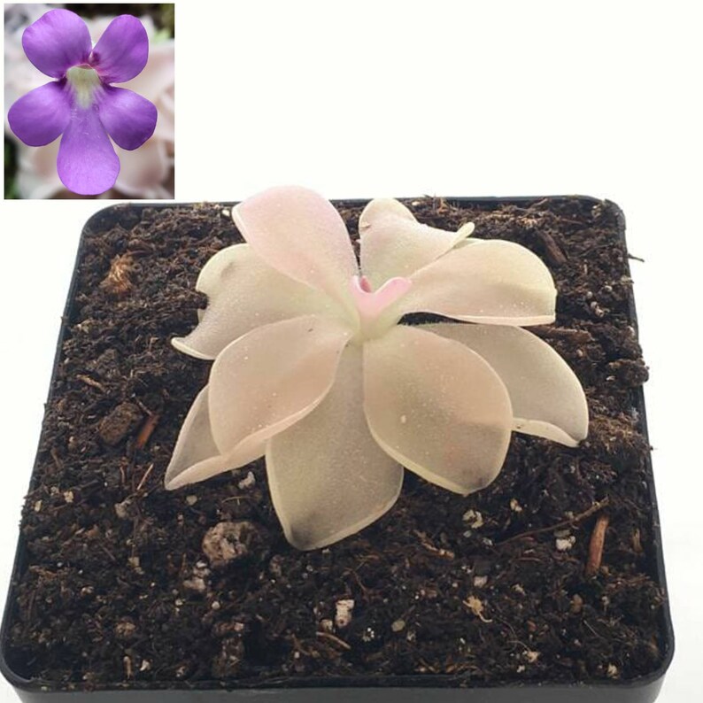 Pinguicula Pirouette bareroot Butterworts fungus Gnat Etsy