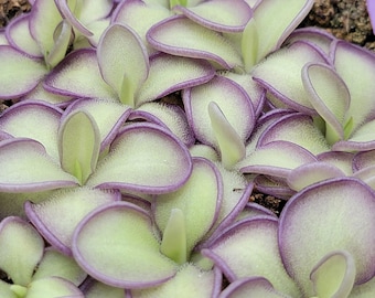 Pinguicula moranensis var. alba x cyclosecta