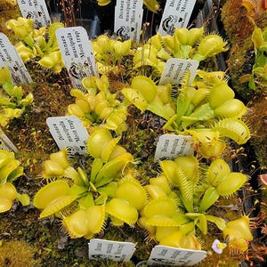 May include: A collection of Dionaea muscipula 'Moon trap' Venus flytrap plants with bright lime-green, hinged, jaw-like leaves featuring spiky cilia edges. Each plant is accompanied by a white rectangular identification tag with black text.