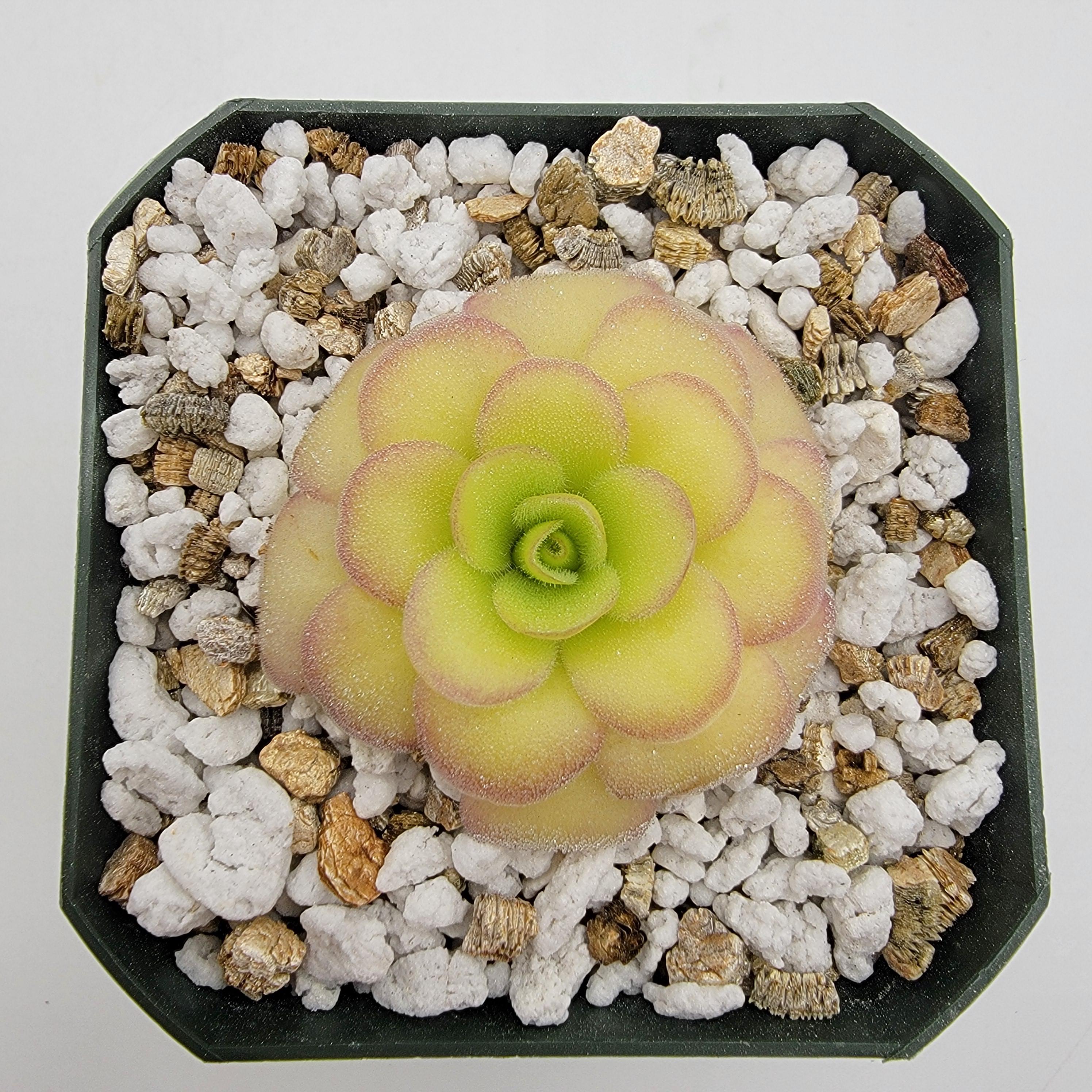 Pinguicula agnata 'El Lobo' x 'Huahuapan' [Fungus gnat catcher]   -Live carnivorous plant-