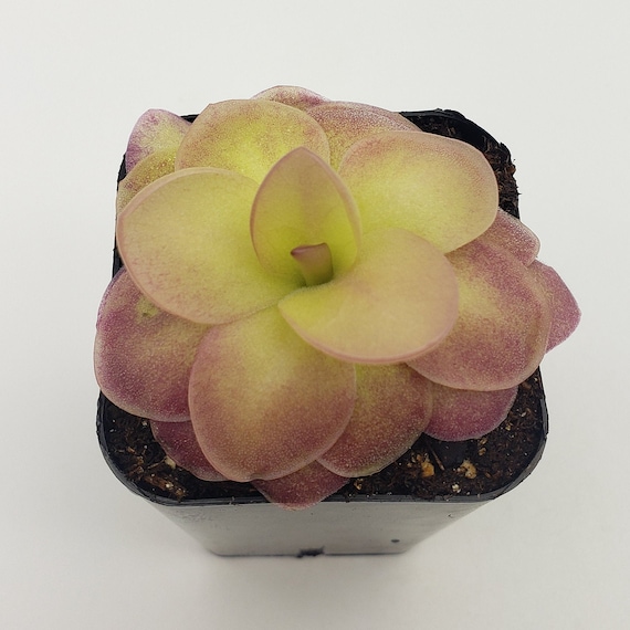 Pinguicula Agnata 'el Lobo' X 'huahuapan' **red Clone** [fungus