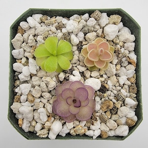 May include: Three carnivorous plants in a green square pot with white gravel. The plants are a green sundew, a pink sundew, and a purple sundew.