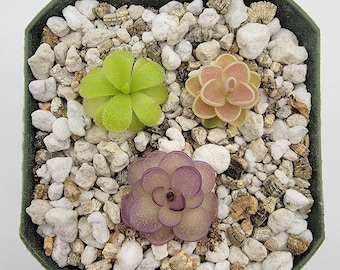 Set of 3 SMALL Butterworts set #14 [Fungus Gnat Catcher]   -Live carnivorous plant-  [Plants are about 0.5" in diameter, Pinguicula]