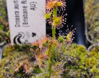 Drosera auriculata {Brisbane Ranges, AU}