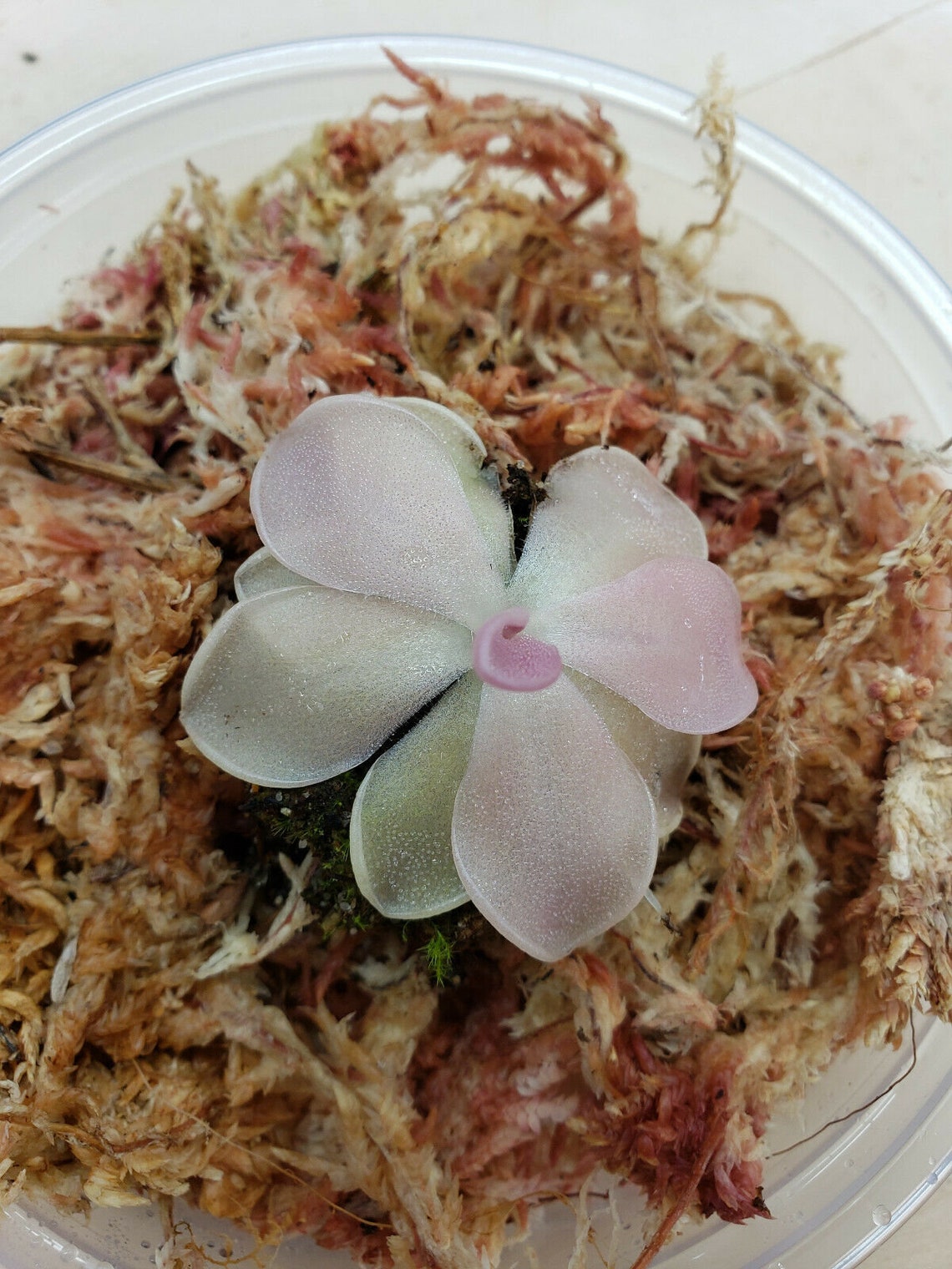 Butterwort Pinguicula pirouetteBare Root Fungus gnat Etsy