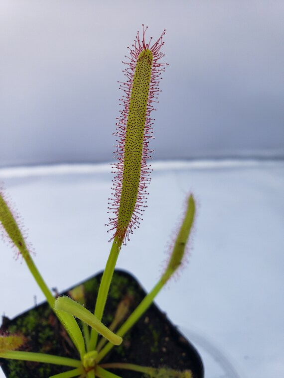 Drosera capensis fleur rose attrape-moucherons Plante carnivore vivante -   France