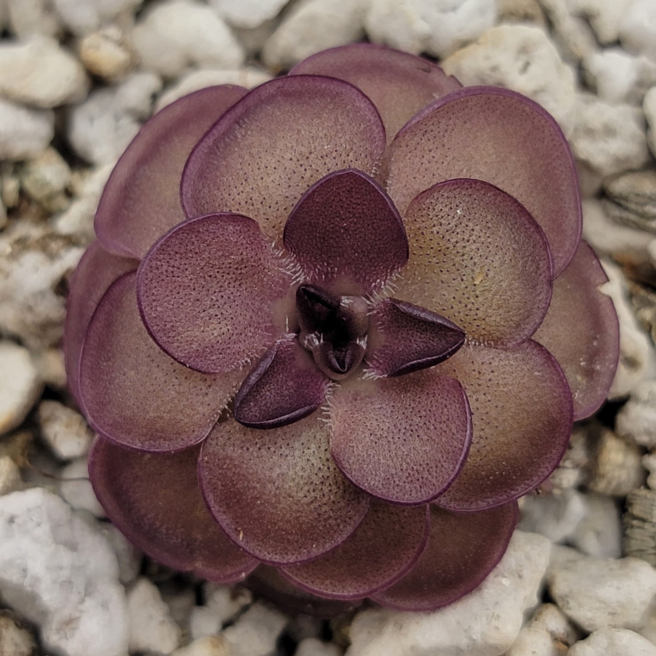 Pinguicula laueana "Tangerine" x cyclosecta