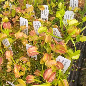 May include: A collection of Dionaea muscipula Biohazard II Venus flytrap plants with green and reddish-pink hinged leaves featuring spiky cilia edges. Each plant is accompanied by a white rectangular identification tag with black text.