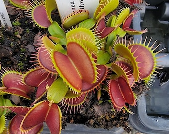 Venus flytrap 'Southwest Giant'-Lab Grown-