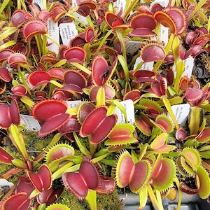 May include: A cluster of Dionaea muscipula FTS Flaming Lips Venus flytrap plants featuring vibrant deep red traps with serrated edges and bright green stems. Several small white identification tags are tucked among the foliage.