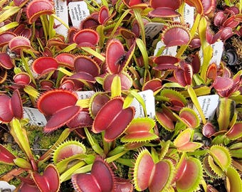 Venus flytrap 'FTS Flaming Lips' -Lab Grown-