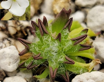 May include: A close-up of a small, green, fuzzy plant with maroon-colored leaves. The plant has a star-shaped form and is surrounded by small, white rocks.