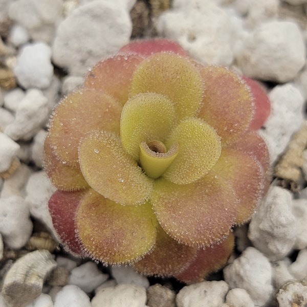 Pinguicula martinezii [Fungus gnat catcher]   -Live carnivorous plant-